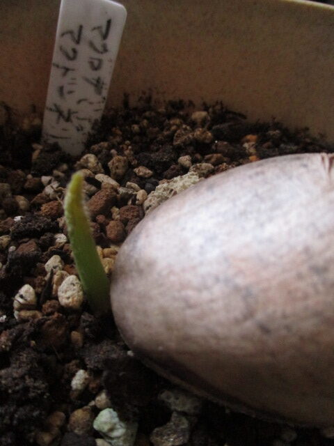現品】マクロザミア・マクドンネリー（Macrozamia macdonnellii） 13号 